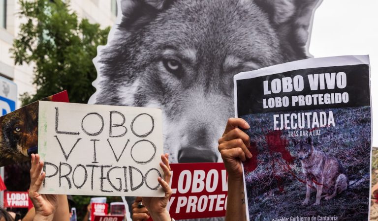 Miles de personas claman en Madrid “Lobo vivo, lobo protegido” y exigen que se deje de cazar la especie | Clima y Medio Ambiente Miles de personas claman en Madrid “Lobo vivo, lobo protegido” y exigen que se deje de cazar la especie | Clima y Medio Ambiente